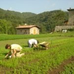 Coldiretti sul territorio presenta i bandi del nuovo PSR