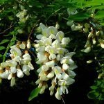 Frittata di fiori di acacia