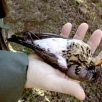 Caccia: Sparare arriva prima di pensare?