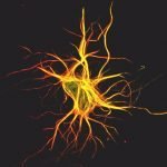 Wnt5a: una proteina per corea di Huntington ed epilessia