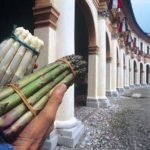 Veneto: L'Asparago di Badoere in lista per l'Igp