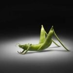 Flop storico per le semine Ogm in Europa