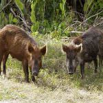 Cinghiali: vita dura in Lunigiana, approvata la legge regionale