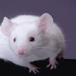 Nel sangue di topolini l'elisir della giovinezza