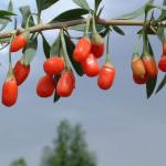 Le bacche Goji: medicina naturale per la pelle