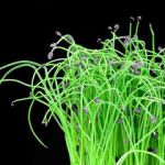 Enrico Zallot: l'uomo che parla alle erbe aromatiche