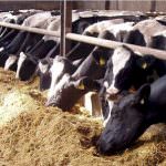 Bologna: Sospeso fino al 30 aprile il pagamento delle tariffe sui controlli sanitari per le imprese agricole