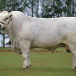 Valorizzazione della razza bovina marchigiana al Salon International de l'Agriculture de Paris