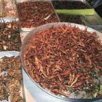Gli insetti: cibo alternativo contro i problemi alimentari