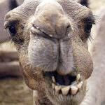 Tunisia. Un cammello Coca-Cola dipendente star dello zoo locale