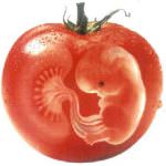 Ogm: Sarà davvero innocuo per l'uomo?