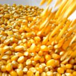 Confagricoltura: maiscoltura italiana vale 280 milioni di euro in più con OGM