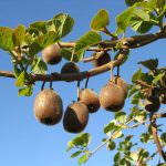 Kiwi, più antiossidanti degli agrumi