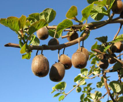 I kiwi europei protagonisti del mercato globale