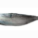 Pesci azzurri: "Muoiono per riprodursi"