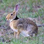 Terni: Piano di ripopolamento delle lepri