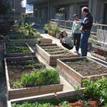 Roma: Oltre 200 orti a disposizione dei cittadini