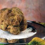 Torino: Tartufi - Norme per raccolta, rilascio tesserino e tartufaie