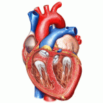 Cuore, dieta ed ambiente lasciano tracce precise