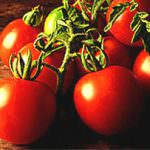 Ogm: bene l'etichetta trasparente, tutela consumatori e agricoltori