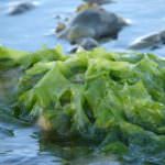 Alghe, più rischio cancro alla tiroide per le donne