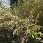 Le foglie di artemisia sono antibatterici naturali