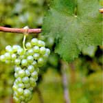 Il gusto del "Tocai" va in scena in Veneto