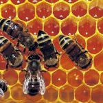 Agroalimentare: Pericolo pesticidi nei cibi, si acceleri l'iter del Ddl