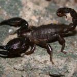 Dal veleno di scorpione, un farmaco contro il dolore