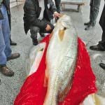 Cina. Un pesce da 505.000 dollari