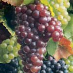 Il cambio del clima danneggia il vino europeo