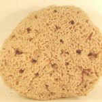 Combattere il cancro con le spugne marine