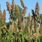 Biocarburanti: Rischio di "invasione" di nuove colture