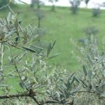 Udine: Incontri sulla potatura dell'ulivo