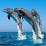 Studiare i delfini per guarire il diabete