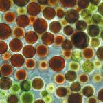 Bene-xant, bellezza, benessere e anti age insieme