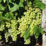 Torino: Commissione paritetica sul Moscato, confronto e discussione su prezzi e rese