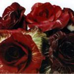 Prodotti tipici: Il marchio "Rosa di Gorizia" a tutela del radicchietto