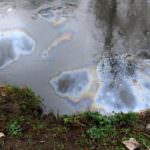 Lega Pesca: Il disastro accaduto al Lambro è una tragedia per l'ecosistema