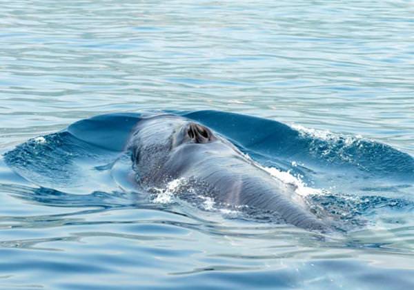 Balene a Lampedusa: E’ necessario garantire la salvaguardia della biodiversità marina