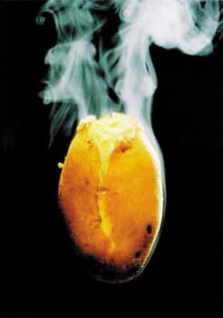 1.200 patate per due mesi: l’impresa del Potato Man