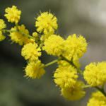8 marzo: il maltempo "taglia" un terzo della produzione di mimosa