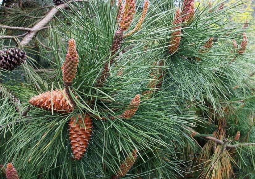 L'estratto di pino marittimo protegge i reni dall'ipertensione