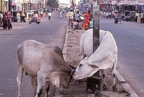 Farmaci dall'urina e dalle feci di vacca