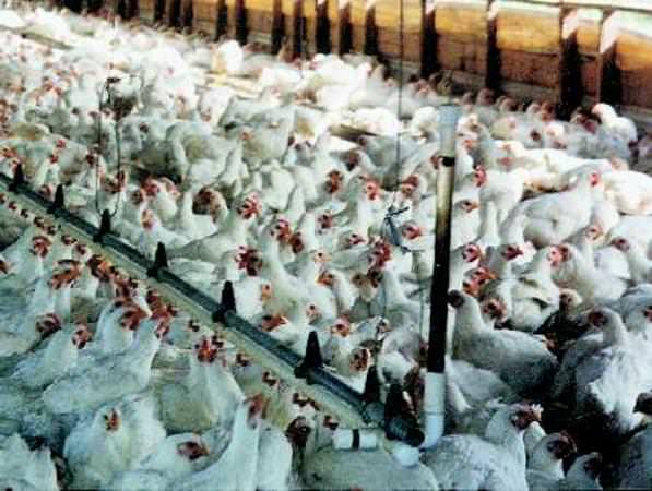 Tuorlo ben rosso? Merito del colorante