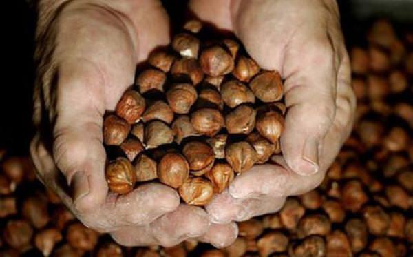 Alimentare: Una nocciola su 3 in Italia è turca