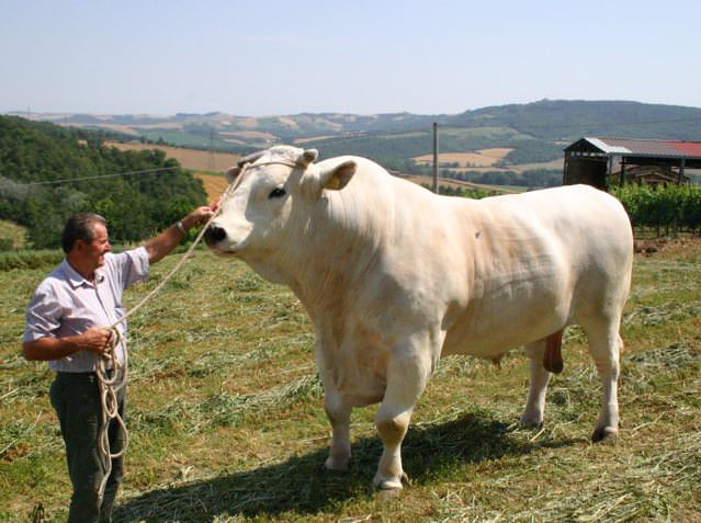 Intervista a Stefano Mengoli, Presidente del Consorzio Tutela del Vitellone Bianco dell'Appennino Centrale (testo anche in giapponese)
