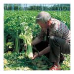 Il Sedano Bianco di Sperlonga diventa Igp