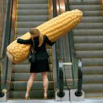 Soddisfazione di Politi per la bocciatura dell'iscrizione dal registro di un mais Ogm