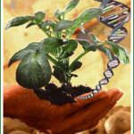 Ogm: La Spagna contraria alla Deregulation